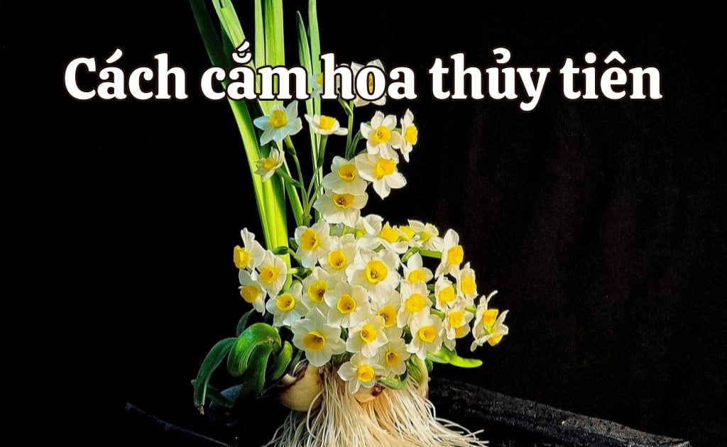 Cách cắm hoa thủy tiên đẹp, tươi lâu rực rỡ từ kiểu đơn giản đến nghệ thuật nhất