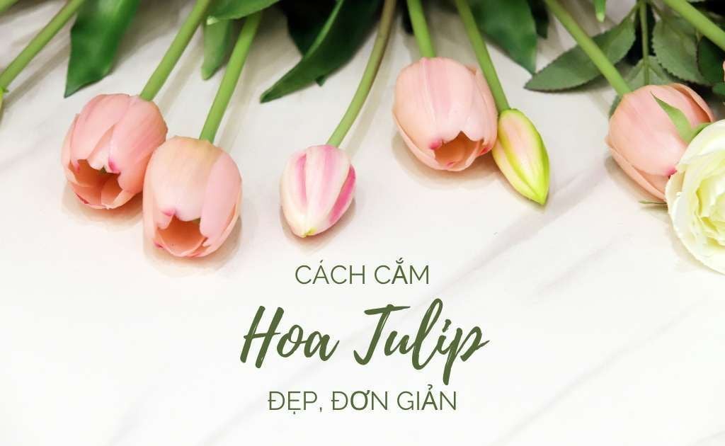 Cách cắm hoa tulip đẹp, đơn giản, sang trọng, tươi lâu dễ nhất