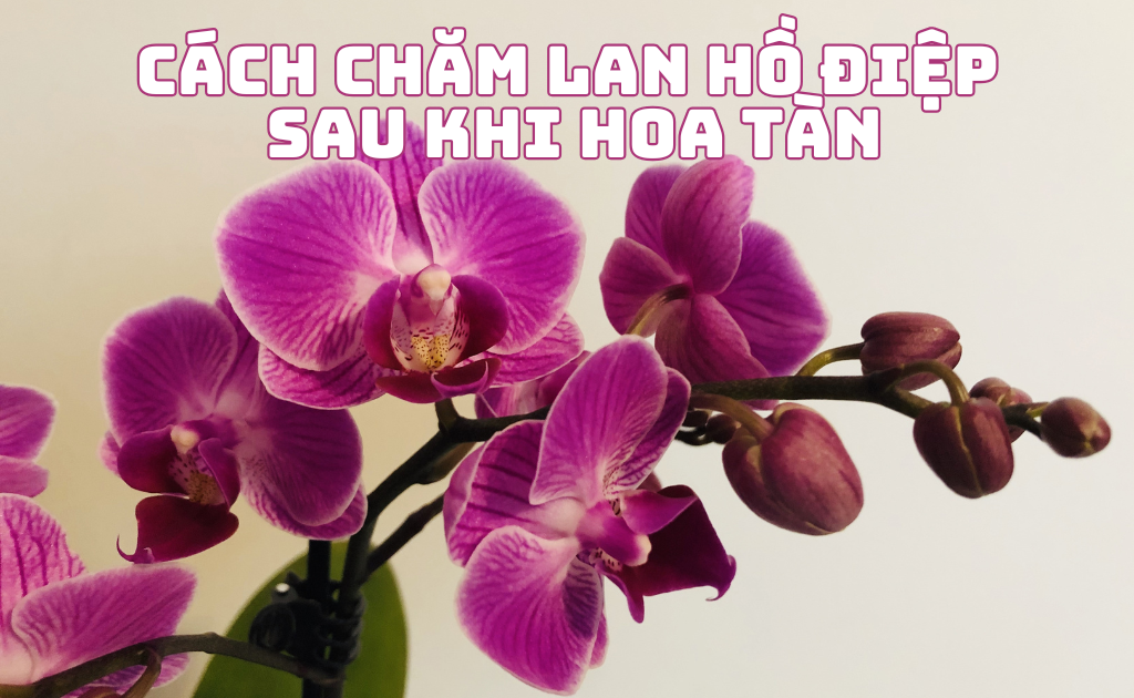 Cách chăm sóc lan hồ điệp sau khi hoa tàn để tiếp tục ra nụ đơn giản nhất