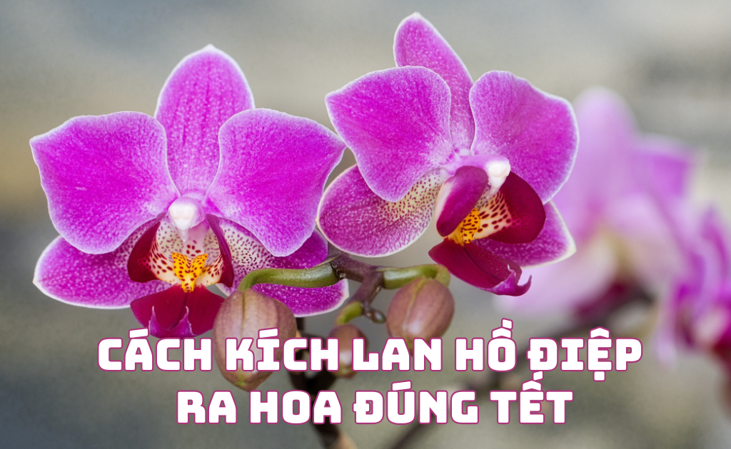 Cách kích lan hồ điệp ra hoa đúng Tết và bí quyết chăm sóc hiệu quả nhất