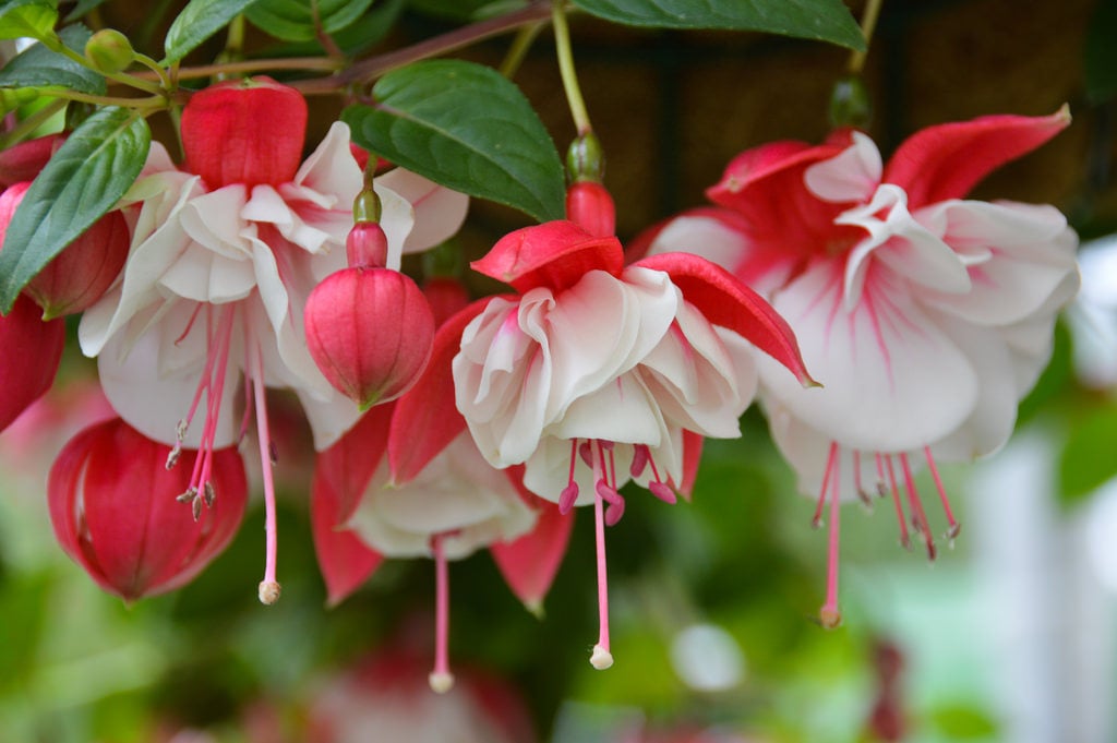 Hoa Lồng Đèn (Hoa Fuchsia): Nguồn Gốc, Đặc Điểm Và Ý Nghĩa – HoaĐẹp365