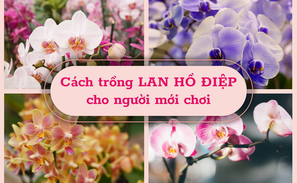 Cách trồng lan hồ điệp sau Tết, chăm sóc lan trong chậu đơn giản