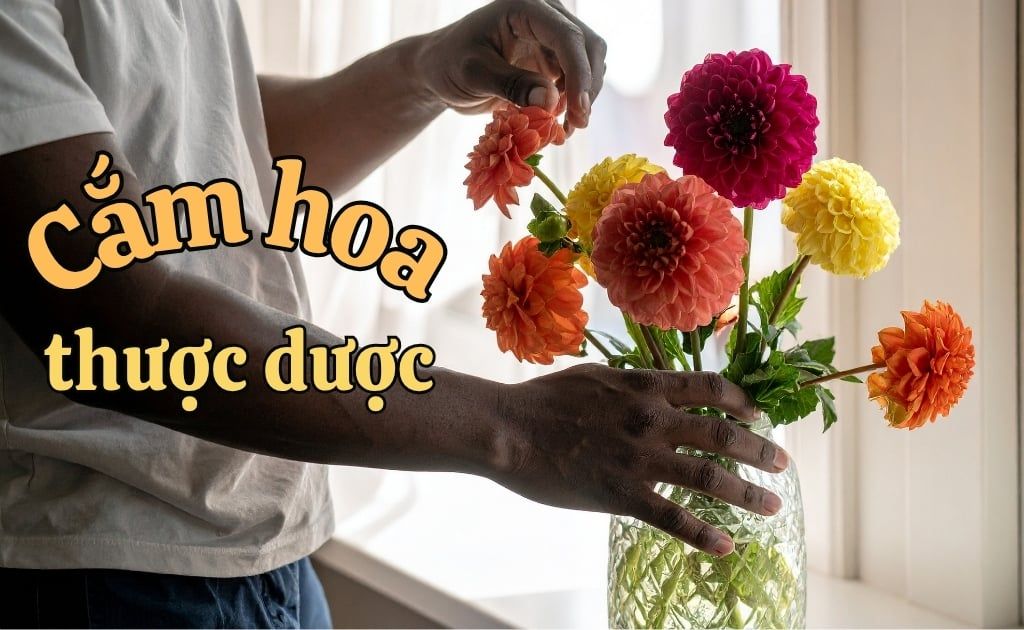 Cách cắm hoa thược dược đẹp, sang trọng, bền lâu ngày Tết
