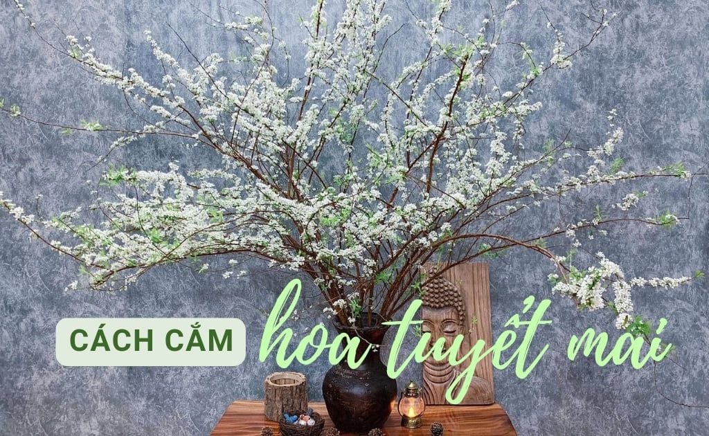 Cách cắm hoa Tuyết Mai đẹp sang tươi lâu, phù hợp mọi không gian 2025