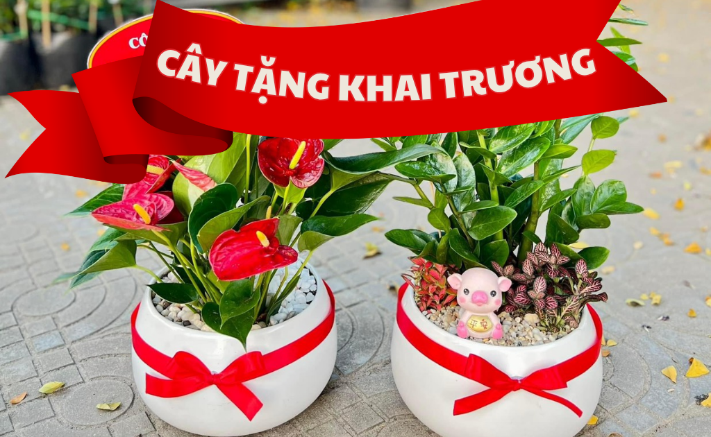 20 Loại cây cảnh tặng khai trương ý nghĩa hồng phát, tài lộc thịnh vượng