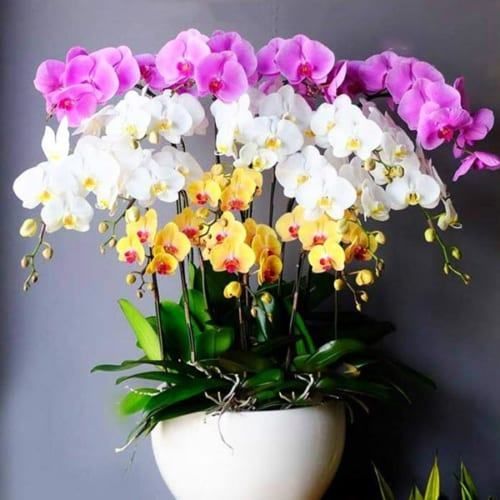 Những bông hoa tặng sinh nhật bố ý nghĩa