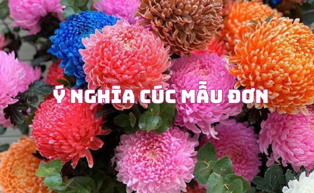 Cúc mẫu đơn là hoa gì? Ý nghĩa hoa cúc mẫu đơn theo màu sắc chi tiết