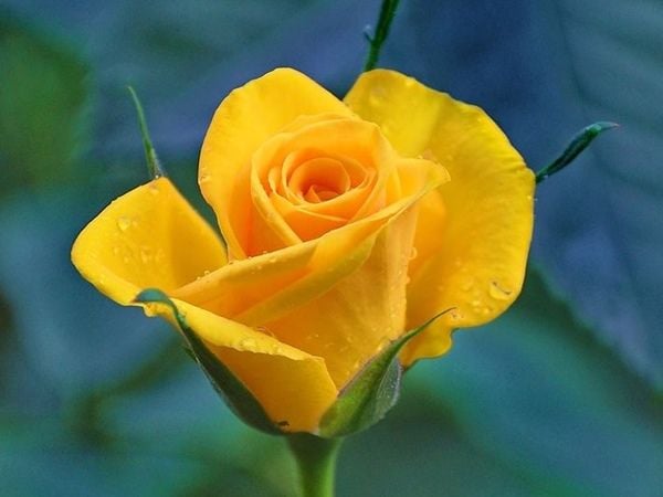 Hoa hồng vàng có ý nghĩa gì? Nên tặng cho ai?