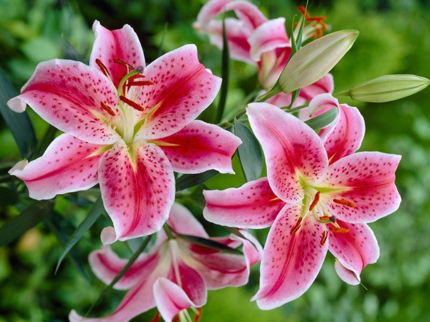 Hoa Lili (Bách hợp) - loài hoa mang vẻ đẹp thuần khiết, thanh cao
