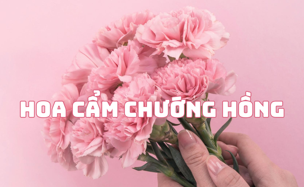 Hoa cẩm chướng hồng: Ý nghĩa biểu tượng cho Ngày của mẹ và tình yêu