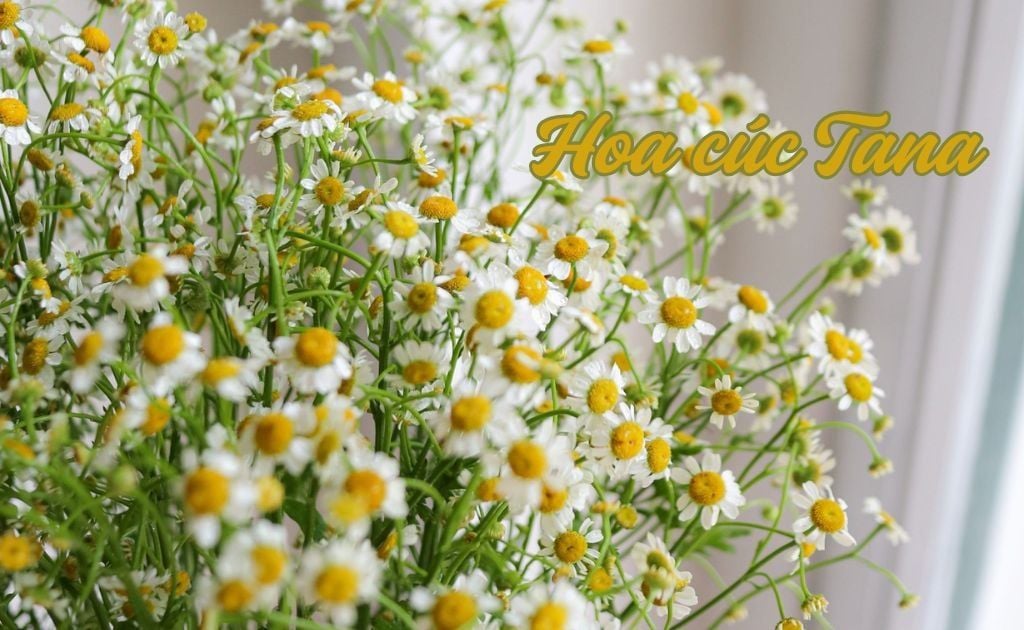 Hoa Cúc Tana: Ý nghĩa, cách cắm, trồng và chăm sóc hoa tana đơn giản