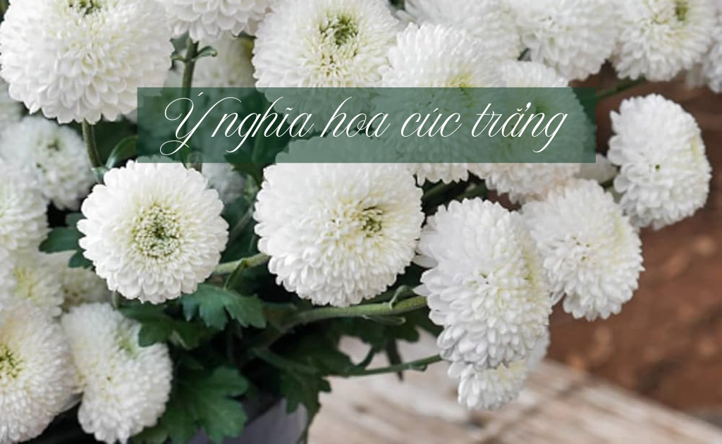 Ý nghĩa hoa cúc trắng đám tang, tải ảnh hoa cúc trắng chia buồn