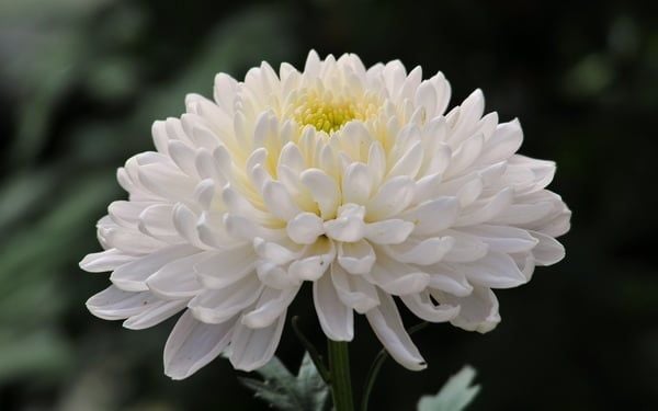 Biểu tượng hoa cúc trắng có ý nghĩa gì trong cuộc sống