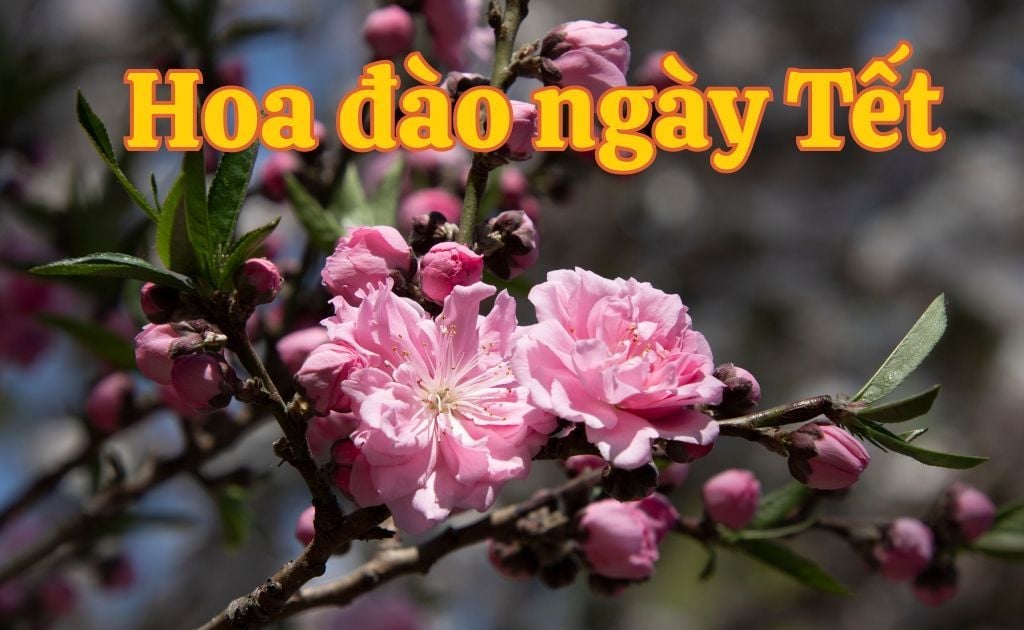 Hoa đào ngày Tết: Ý nghĩa, mẹo chăm hoa nở rực đúng Tết cổ truyền