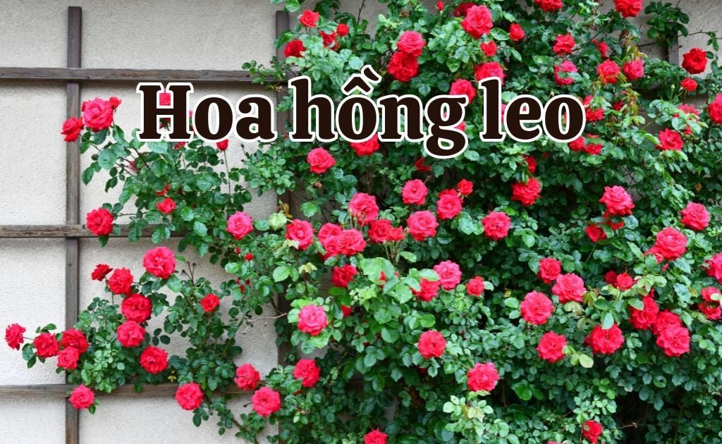 Top 100 hoa hồng leo đẹp nhất, cách trồng và chăm sóc