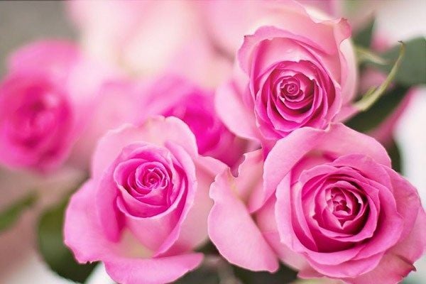 Hoa hồng phấn- những ý nghĩa về tình yêu bạn nên biết