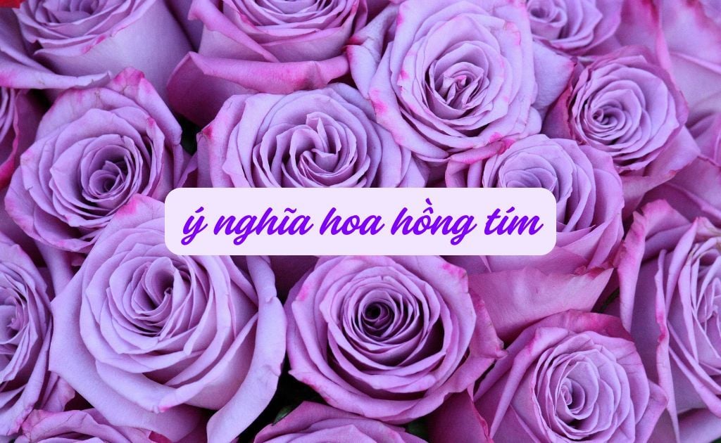 Hoa hồng tím có mấy loại? Ý nghĩa hoa hồng tím và cách chăm sóc đơn giản
