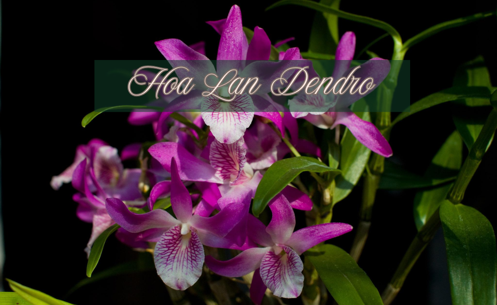 Hoa lan Dendro - Phân loại, ý nghĩa và cách trồng đơn giản nhất