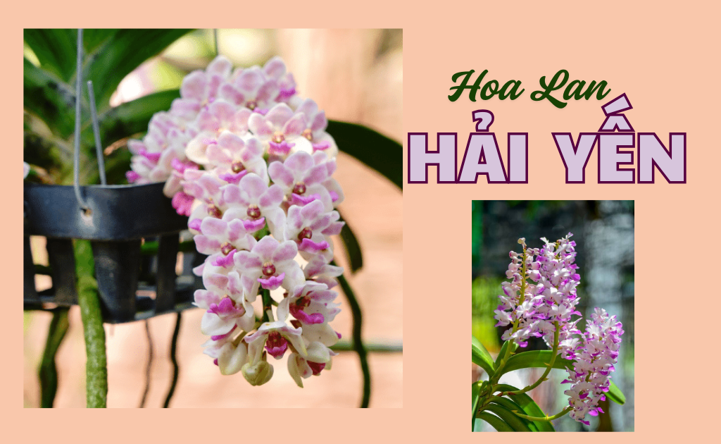 Lan Hải Yến - Cách trồng và chăm sóc đúng kỹ thuật, ra hoa nhiều nhất