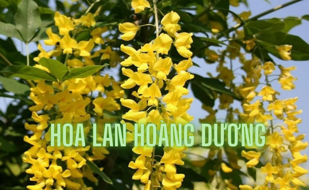 Hoa lan Hoàng Dương (Chuỗi vàng): Ý nghĩa, cách trồng và chăm sóc
