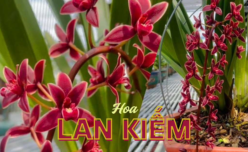 Hoa Lan Kiếm có mấy loại, ý nghĩa, cách trồng và chăm sóc cây lớn nhanh