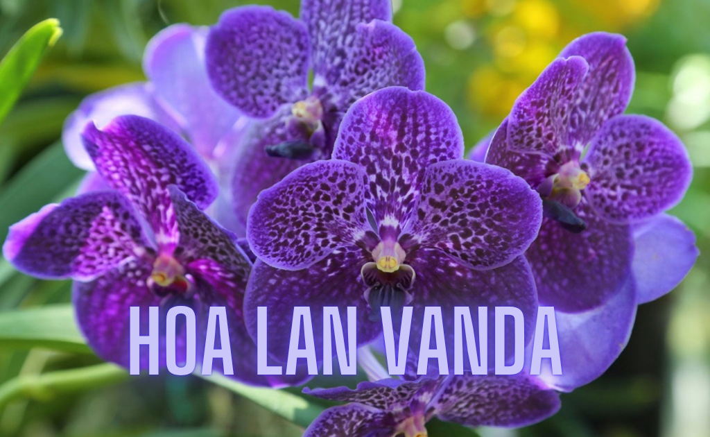 Hoa lan Vanda - Đặc điểm, cách trồng và chăm sóc đơn giản chi tiết nhất