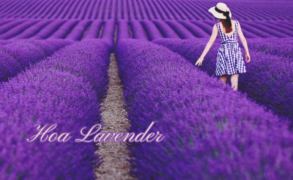Hoa lavender là gì? Ý nghĩa hoa lavender khô và công dụng bất ngờ