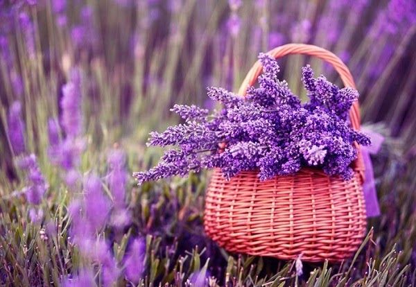 Khám phá hoa lavender - loài hoa có biệt danh “thảo dược tình yêu” . –  HoaĐẹp365