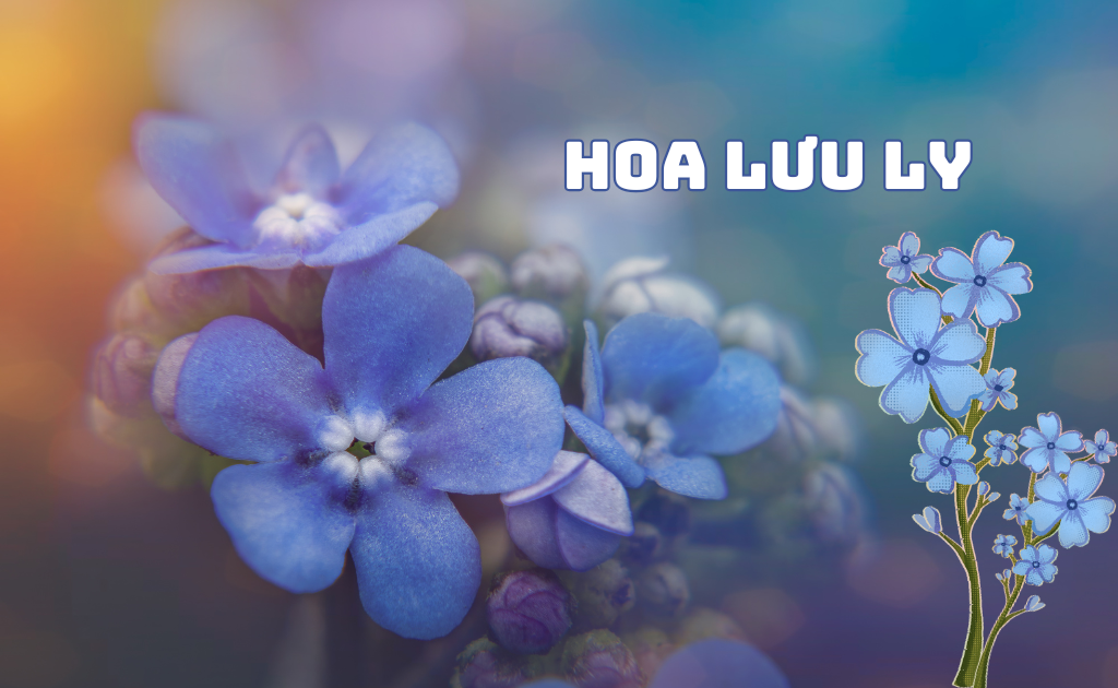 Hoa Lưu Ly: Ý nghĩa, cách chăm sóc và sự tích tên gọi Forget Me Not