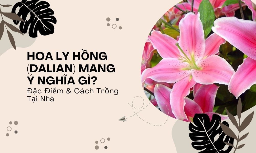 Hoa Ly Hồng (Dalian) Mang Ý Nghĩa Gì? Đặc Điểm & Cách Trồng Tại Nhà