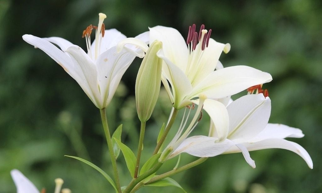 Ý nghĩa hoa ly trắng trong cuộc sống, nên tặng ly trắng dịp nào?