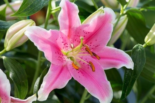 Bật mí ý nghĩa hoa ly bạn nên biết – Hoa đẹp 365 – HoaĐẹp365