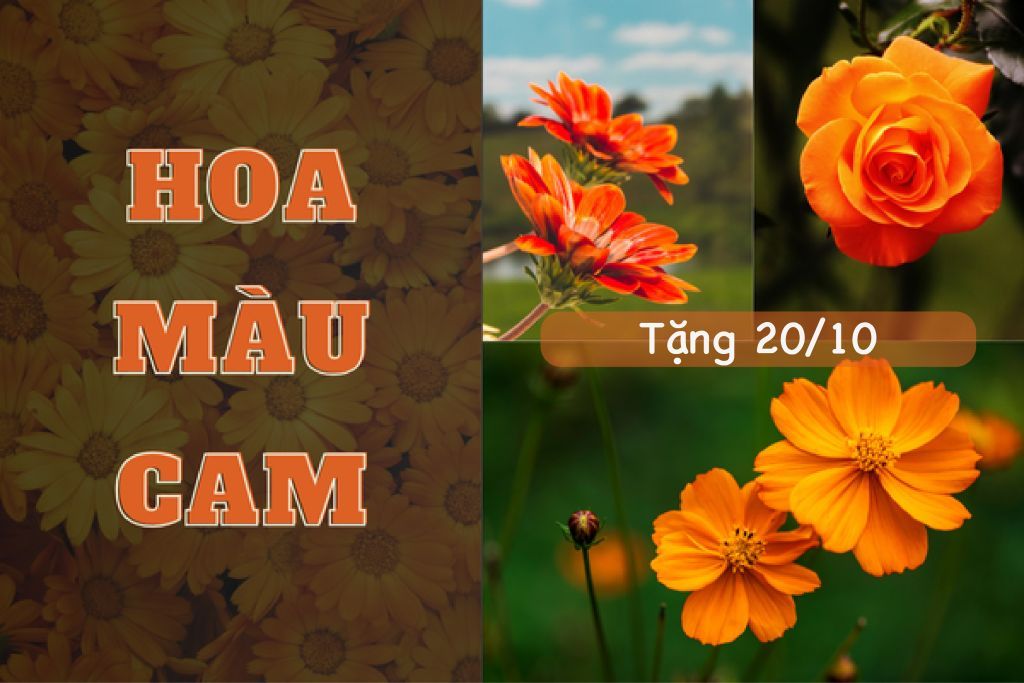 Hoa Hồng Cam Tặng 20/10: Ý Nghĩa 10+ Loài Hoa Màu Cam Rực Rỡ