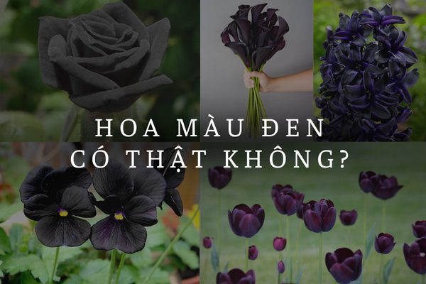 Thực Hư Về Các Loài Hoa Màu Đen Trong Tự Nhiên Hiện Nay