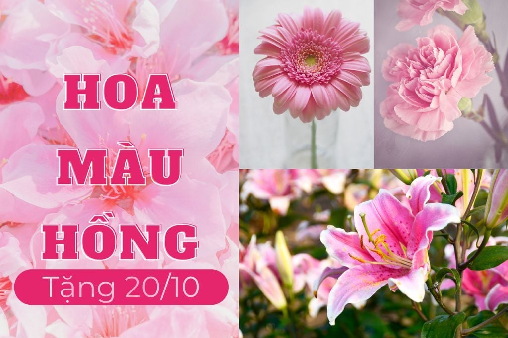 18+ Loài Hoa Màu Hồng Tặng 20/10 Được Yêu Thích Nhất 2026