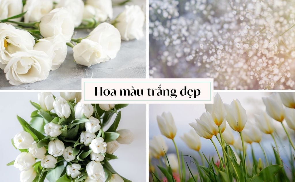 TOP 99+ Loài Hoa Màu Trắng Tặng 8/3, 20/10 Cho Mẹ, Vợ, NY Ấn Tượng
