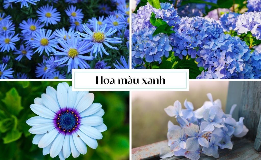 101+ Hoa Màu Xanh Tặng 8/3, 20/10 Đẹp, Ấn Tượng [Mới Nhất 2026]