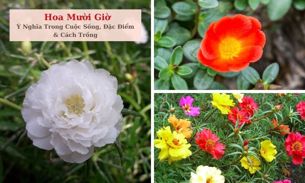 Ý nghĩa hoa mười giờ, cách trồng và tại sao hoa nở lúc 10 giờ?