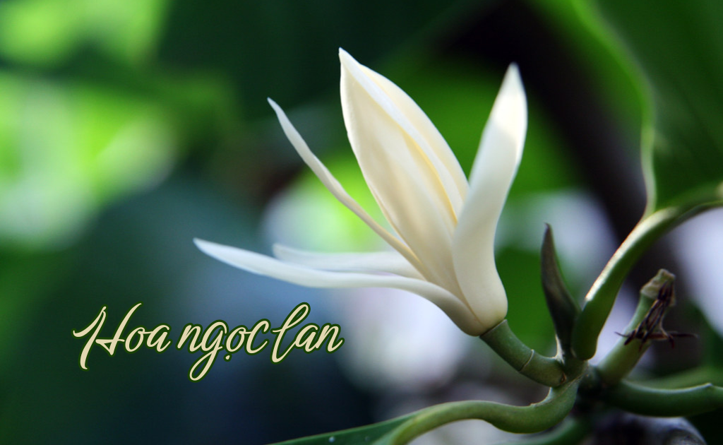Hoa Ngọc lan: Ý nghĩa, công dụng, đặc điểm và cách trồng, chăm sóc