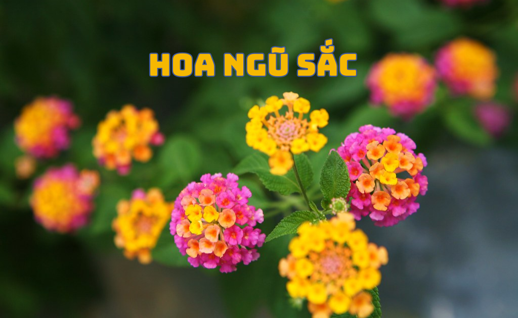Hoa ngũ sắc (trâm ổi): Ý nghĩa, đặc điểm, công dụng & độc tính cần lưu ý