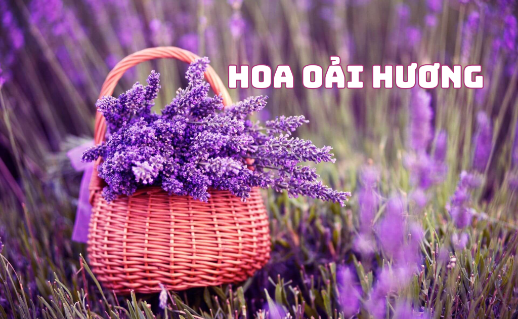 Hoa oải hương là gì? Ý nghĩa, nguồn gốc, cách trồng và chăm sóc