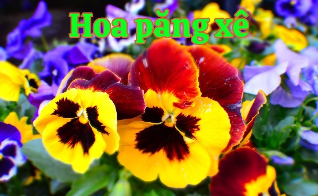 Hoa Păng Xê tượng trưng cho điều gì? Ý nghĩa, hình ảnh, cách trồng hoa Pansy