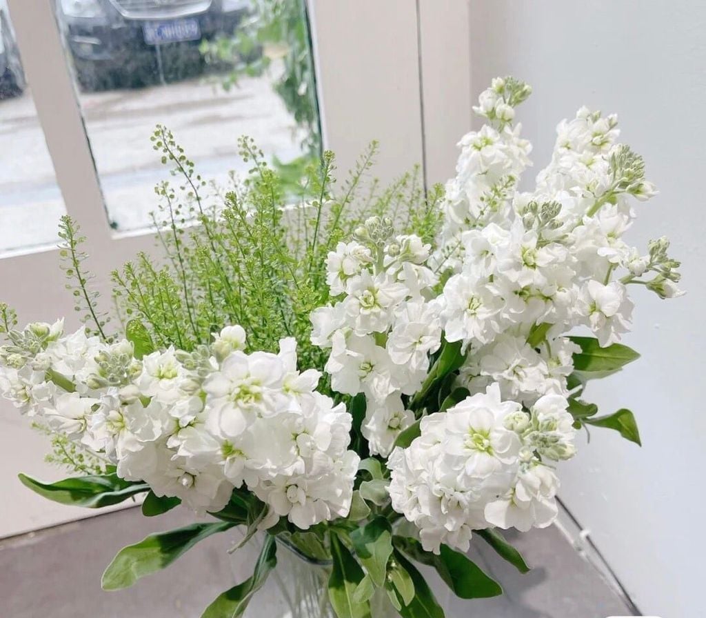 Hoa Phi Yến Trắng: Vẻ Đẹp Tinh Khôi và Ý Nghĩa Đặc Biệt