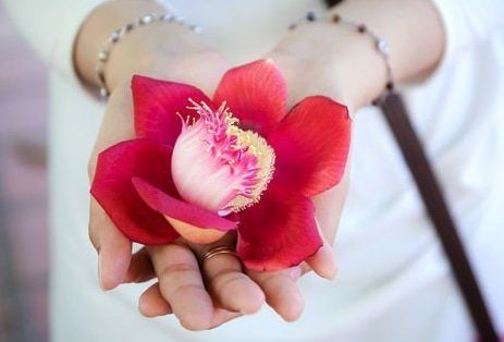 Hoa Sala - Loài hoa quý linh thiêng nơi cửa Phật
