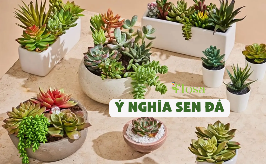 Hoa Sen Đá - Khám Phá Ý Nghĩa Của Biểu Tượng Sức Sống Bền Bỉ