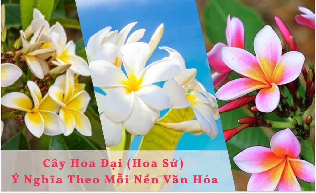 Cây Hoa Đại (Hoa Sứ) Và Ý Nghĩa Hoa Đại Theo Mỗi Nền Văn Hóa