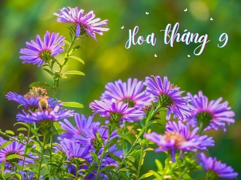 Hoa Tháng 9: Hoa gì nở đẹp nhất? Đi đâu để ngắm hoa?