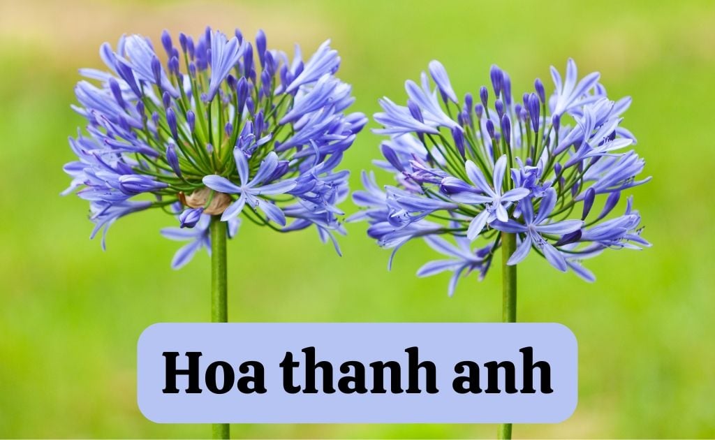 Ý nghĩa hoa thanh anh (Agapanthus) và cách cắm đẹp, tươi lâu
