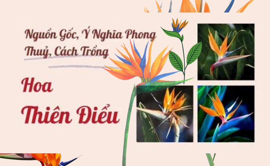 Hoa thiên điểu - Ý nghĩa, cách trồng và chăm sóc hợp phong thuỷ