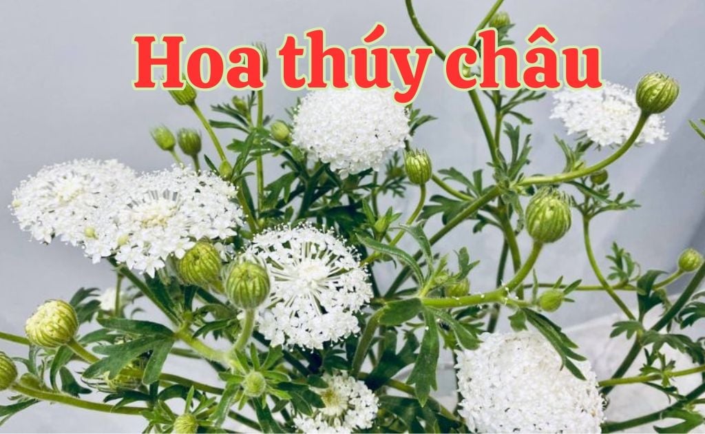 Hoa thúy châu (Lace): Ý nghĩa sâu sắc và cách cắm cho người yêu hoa